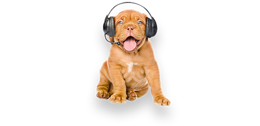 Hund med headset